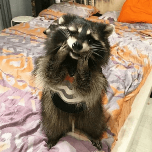 Mapaches 25