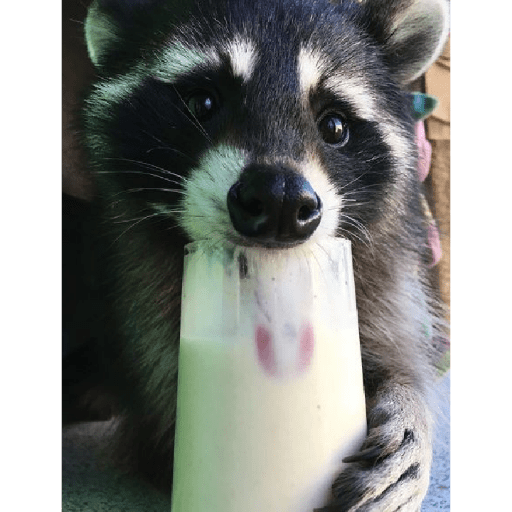 Mapaches 8