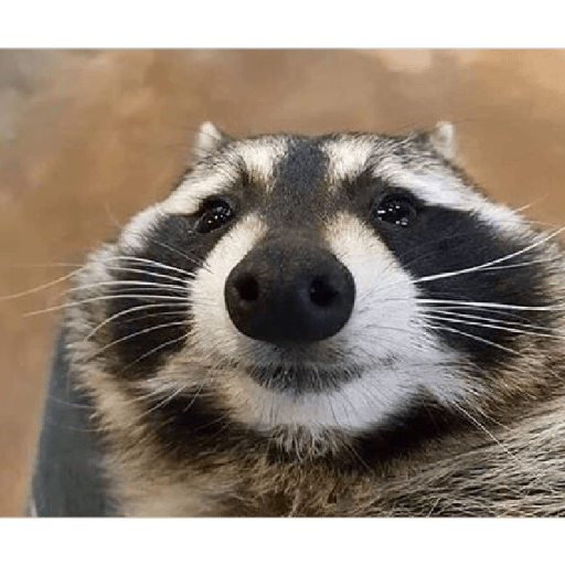 Mapaches 6