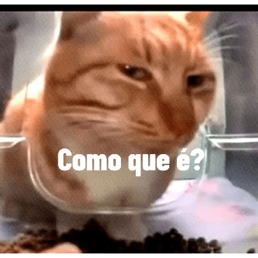 Gatos memes 🐱 2