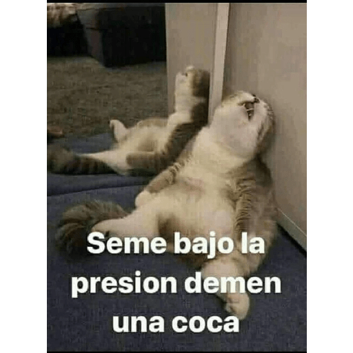 😂cat