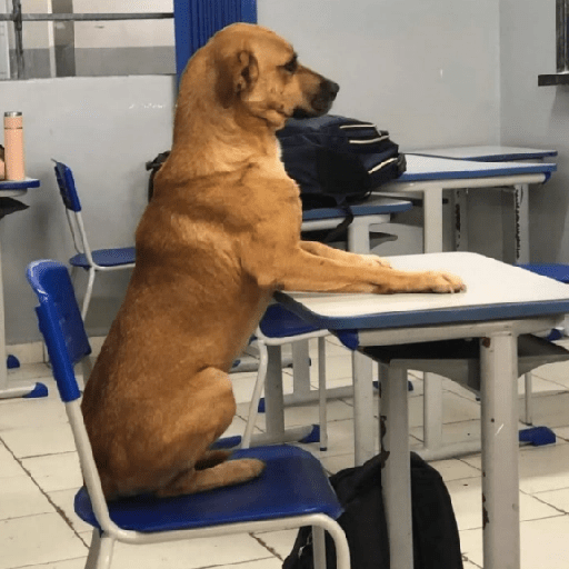 Perritos MIX #3 🐶🐶 6