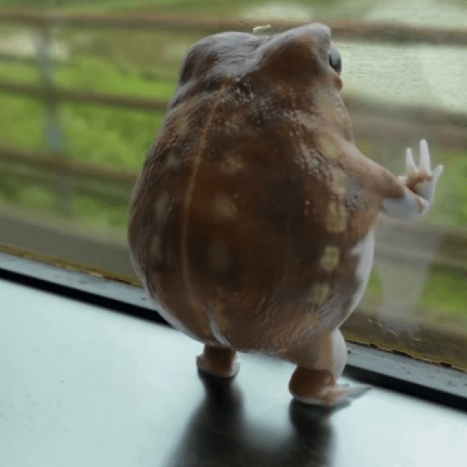 🐸 Ranitas Random 🐸 7
