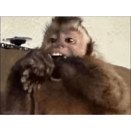 🐒MONITOS Random #2🐒 18