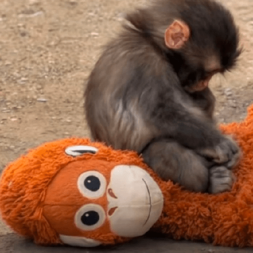🐒MONITOS Random #2🐒 1