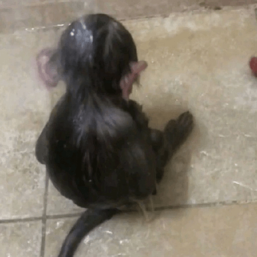 🐒MONITOS Random #2🐒 2