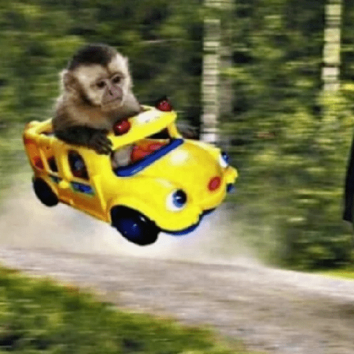 🐒MONITOS Random #2🐒 3