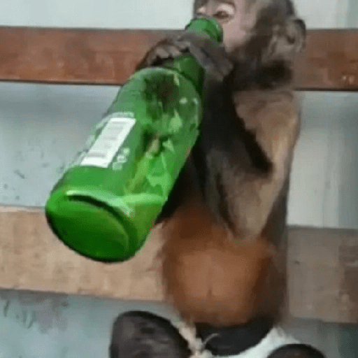 🐒MONITOS Random #2🐒 4