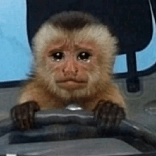 🐒MONITOS Random #2🐒 5