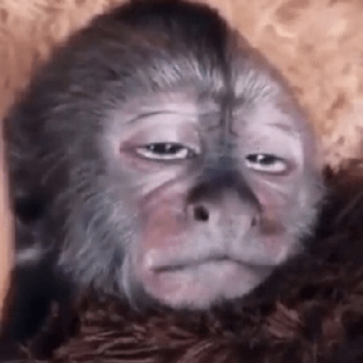 🐒MONITOS Random #2🐒 6