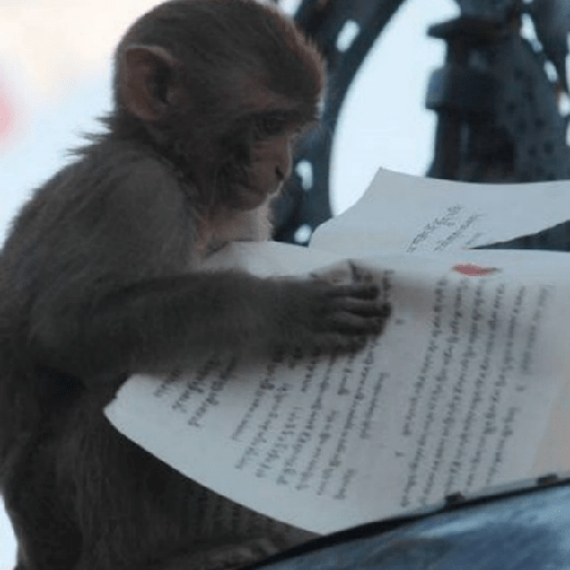 🐒MONITOS Random #2🐒 10