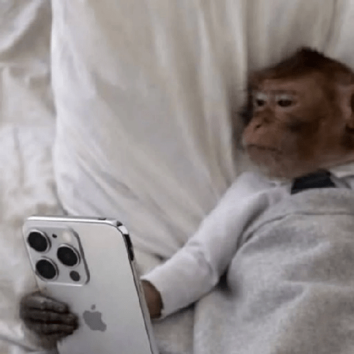 🐒MONITOS Random #2🐒 12