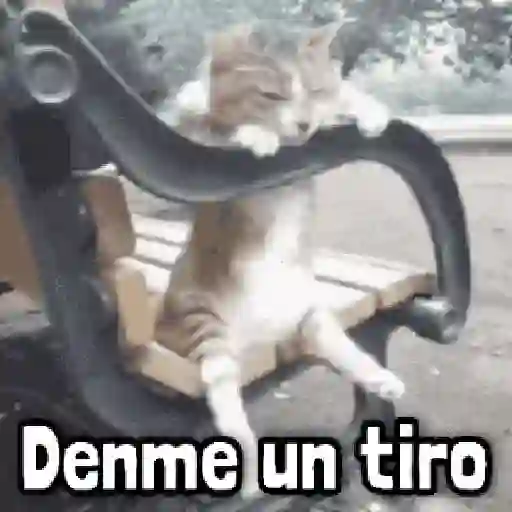 Más Michis! 🐾😸