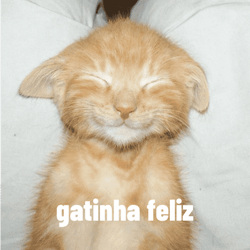 Gatinha 6