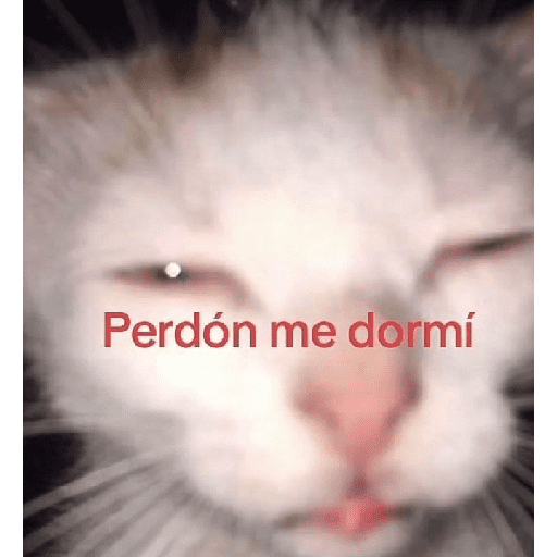 Gatitos 22