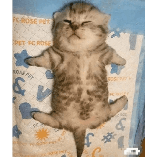 Gatitos 21