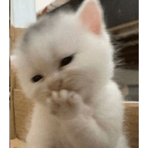 Gatitos 20