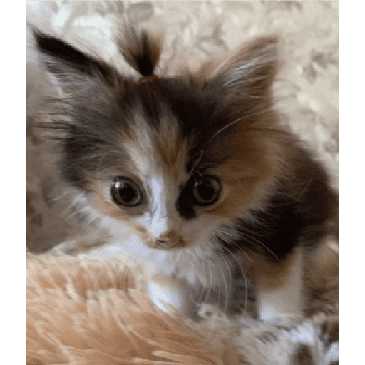 Gatitos 19