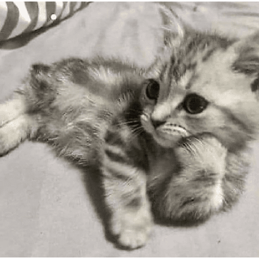 Gatitos 18