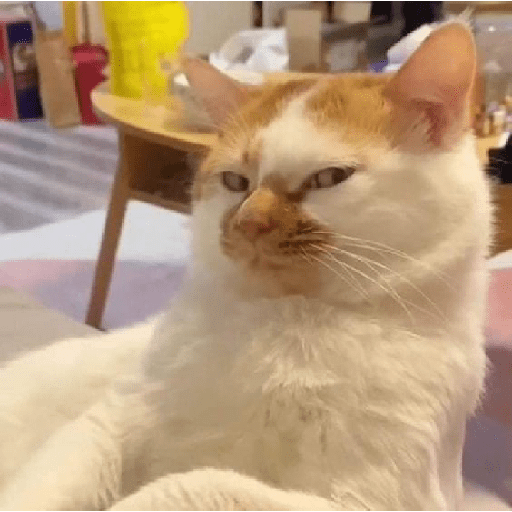 Gatitos 17