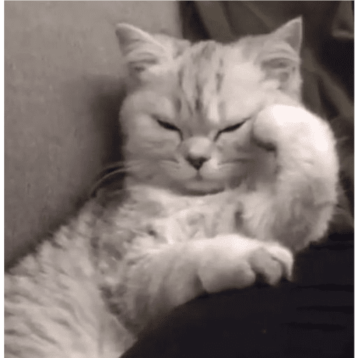Gatitos 16