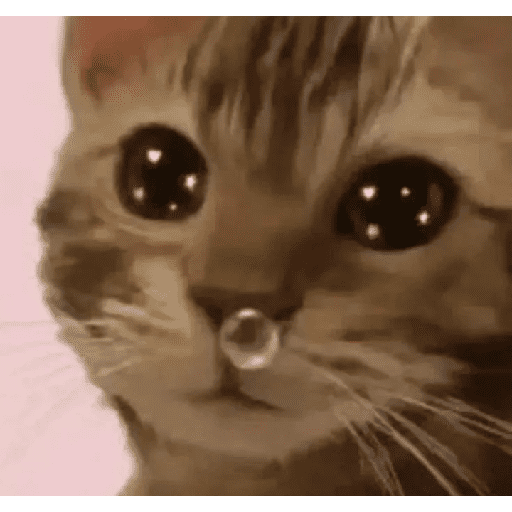 Gatitos 15
