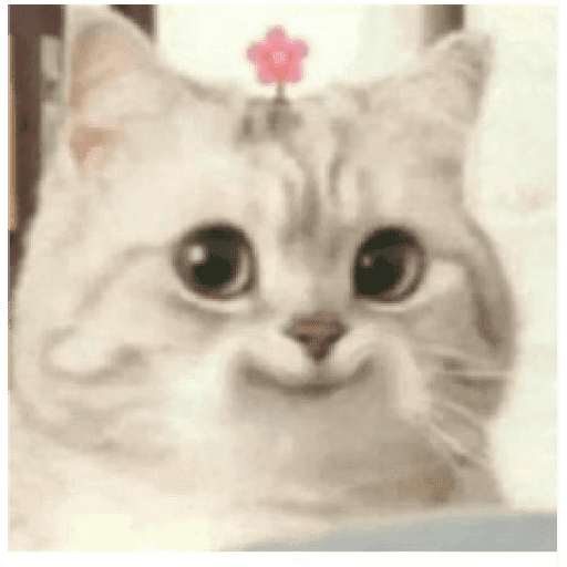Gatitos 14