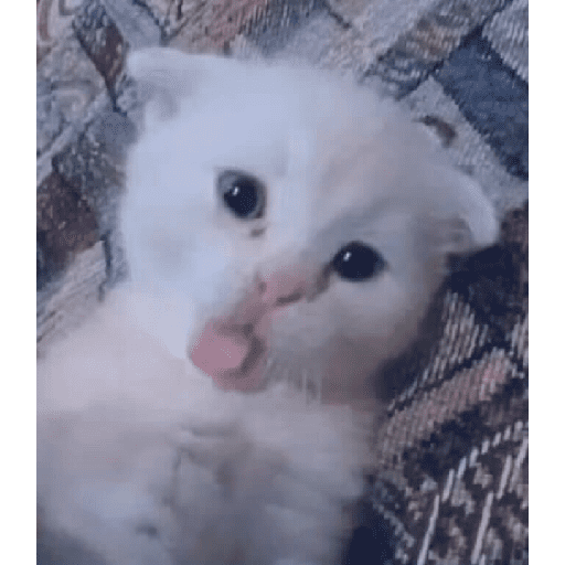 Gatitos 13