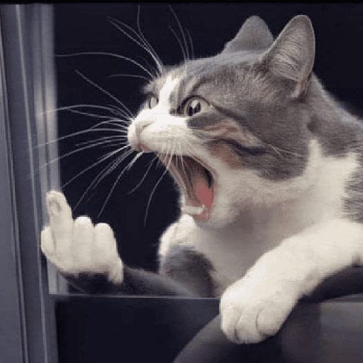Gatitos 12