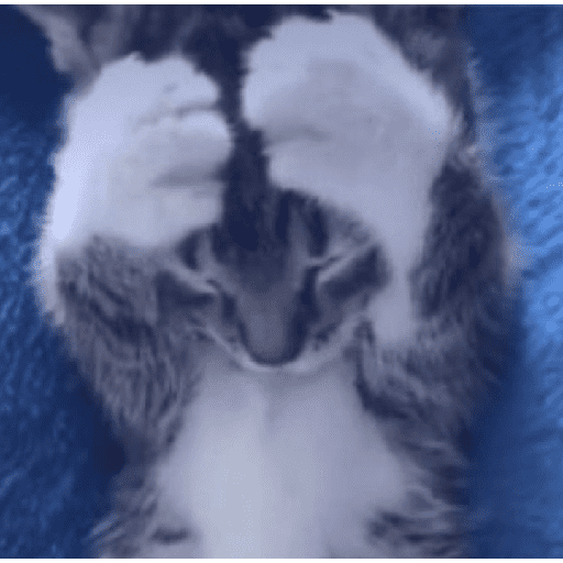 Gatitos 11