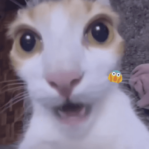 Gatitos 10