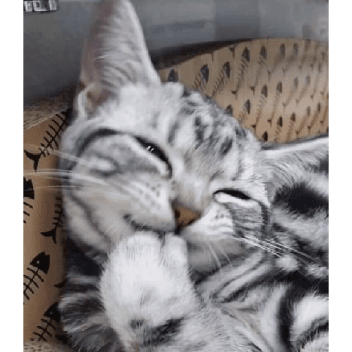 Gatitos 9