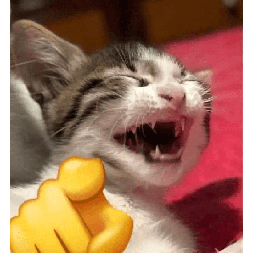 Gatitos 8
