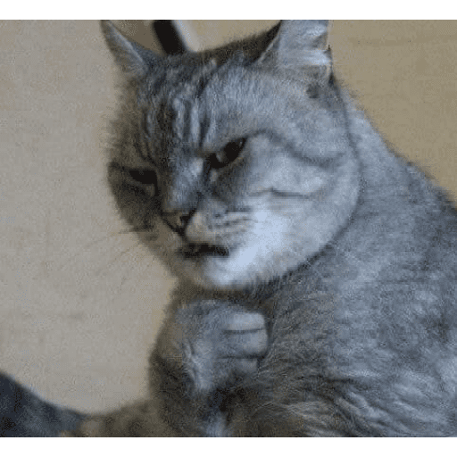 Gatitos 7