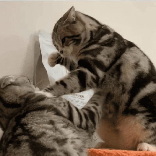 Gatitos 5