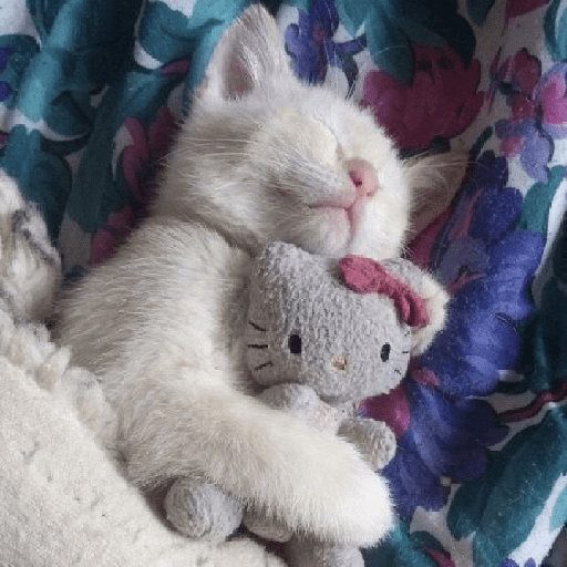 Gatitos 3