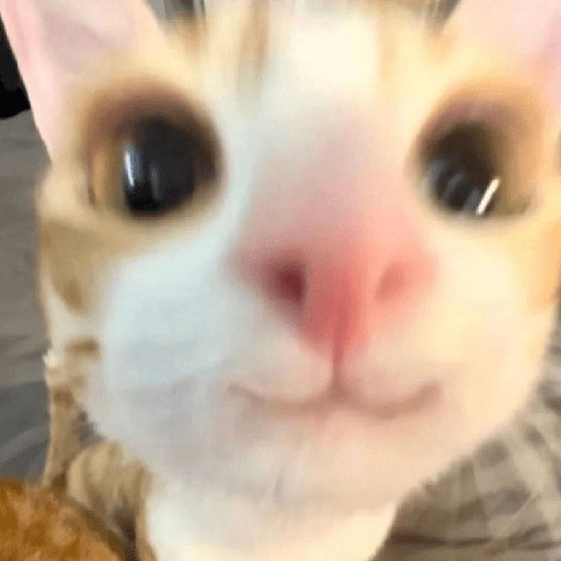 Gatitos 2