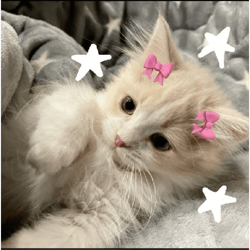 Gatitos 30