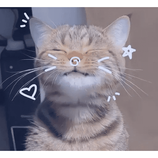 Gatitos 29