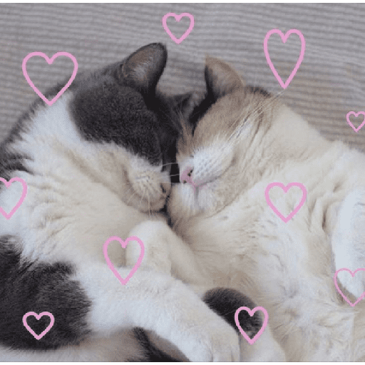 Gatitos 28