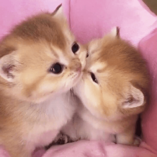Gatitos 27