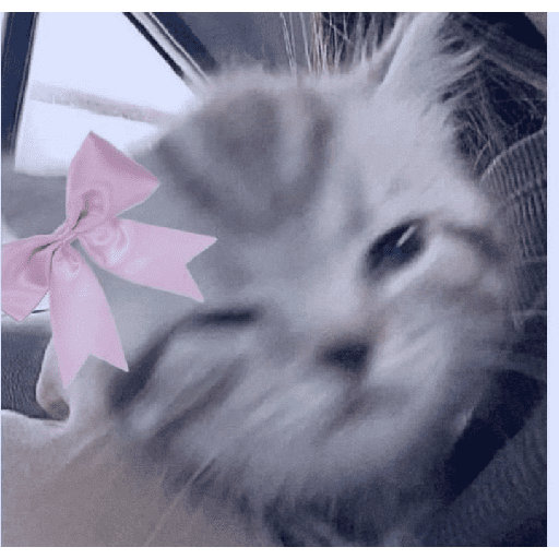 Gatitos 26