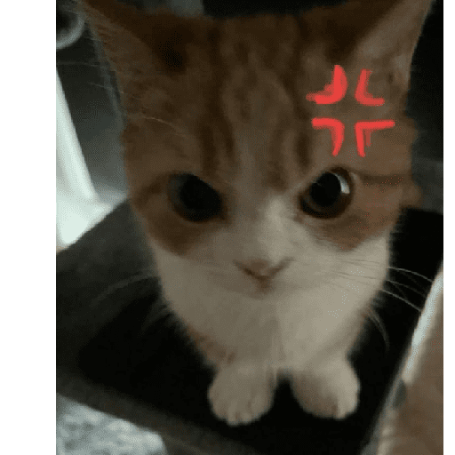 Gatitos 24