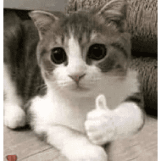 Gatitos 23
