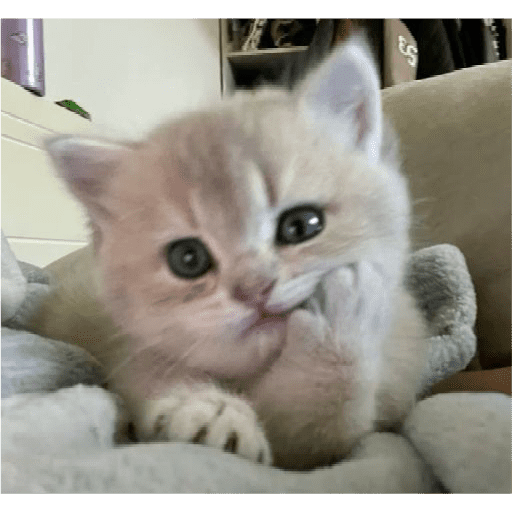 Gatitos 1