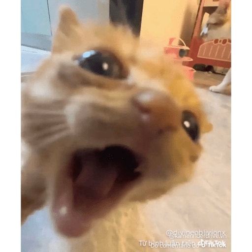 Mais mais de gatinhos da mira 7