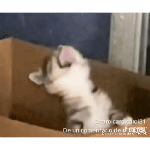 Mais mais de gatinhos da mira 6