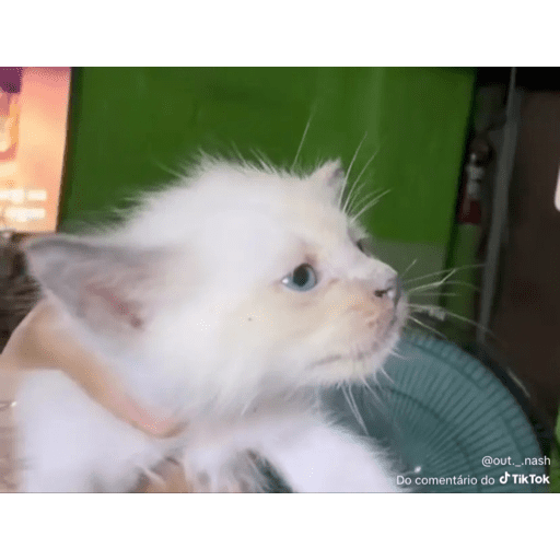 Mais mais de gatinhos da mira 3
