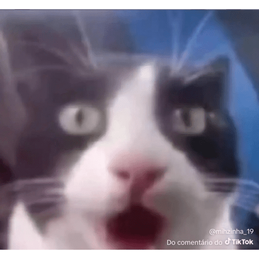 Mais mais de gatinhos da mira 8