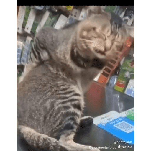 Mais mais de gatinhos da mira 20